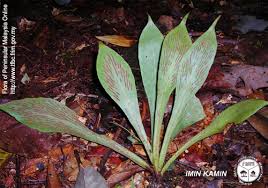 Antrophyum callifolium